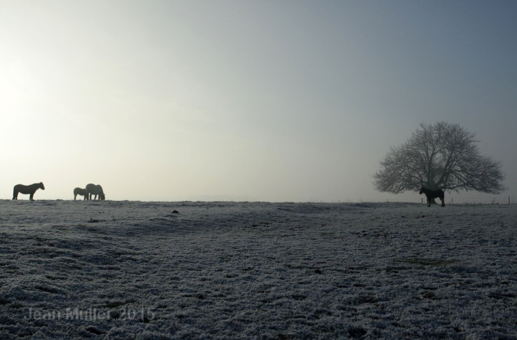 Horses in the dawn light